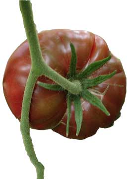 Black Krim tomato