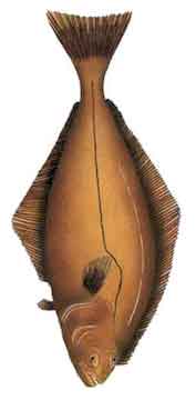 Halibut