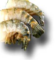 Prawn Shell
