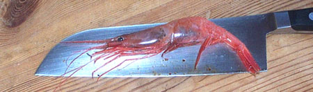 sb_knife.jpg