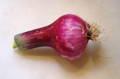 bulbous_onion.jpg