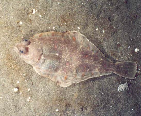citharichthys_sordidus.jpg