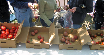 38_tomato_flats.jpg