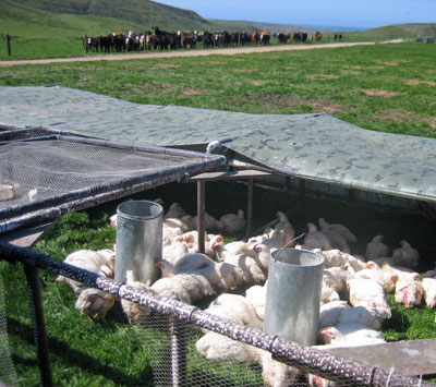 broilers_beef_sea.jpg