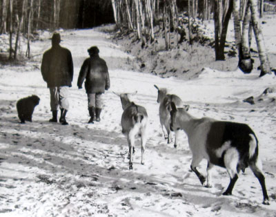 68w_e_a_goats Winter Walk, Waldo County (Maine) Independent, 1992