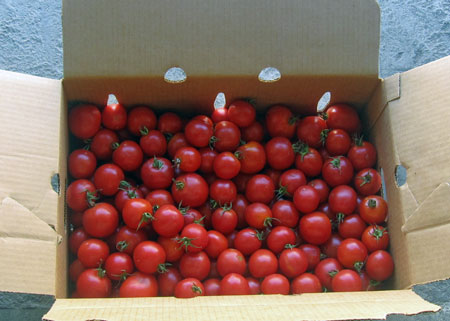 20 pound flat of Early Girls