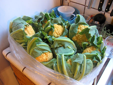 wc_8_heads_caulif