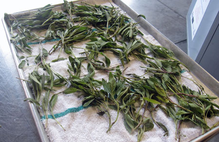 sage to pick and chop