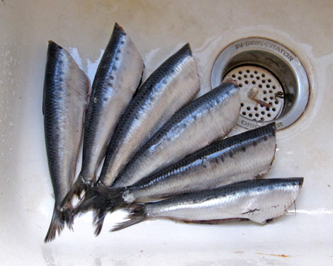 sardines_headless